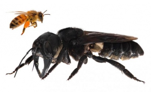 Учени откриха най-голямата пчела