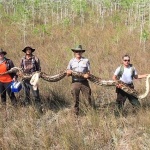 Във Флорида беше заловен 5-метров питон
