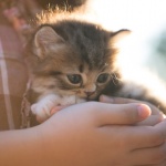 Изчезнала преди 15 г. котка беше върната на собственика ѝ 