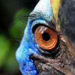 Казуар, считан за най-опасната птица в света, уби стопанина си