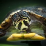 Над 60 застрашени костенурки изчезнаха от зоопарк в Япония