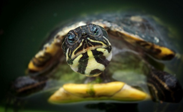 Почина една от най-редките костенурки в света, остават само три от вида й