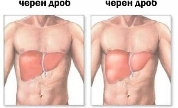 Всеки трети българин не знае къде се намира черният дроб в човешкото тяло