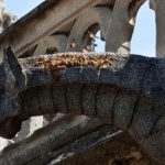 Чудото с пчелите на „Нотр Дам”