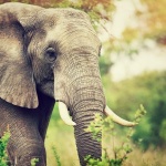 Световен ден на слоновете