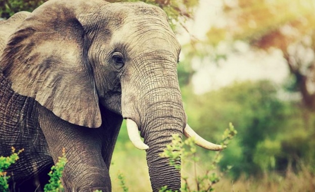 Ботсвана разследва нова масова гибел на слонове