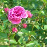 Празникът на розата в Казанлък ще продължи цяла седмица