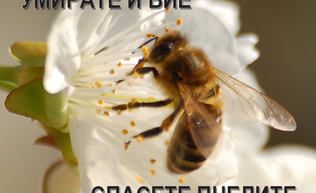 Пчеларите излизат на протест, искат мерки срещу забранени пестициди