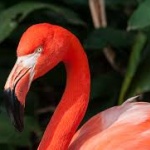 Във виенския зоопарк „Шонбрун“ се излюпиха розови фламинго 