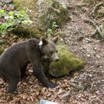 Мечка с двете си малки обикаля около смолянското село Могилица