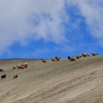 Велосипедист оцеля 7 дни в компанията на вълци, хранейки се с трева 
