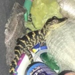 Хванаха американка с алигатор в панталона 