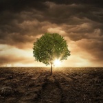 Откриха дърво на 2624 години в САЩ 