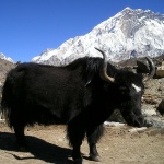  Единственото стадо тибетски якове на Балканите живее в гъстите гори на Витиня