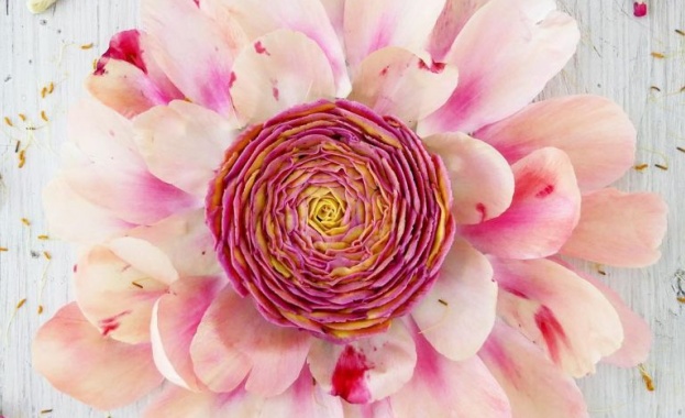 Проф Васил Стефанов театровед Димитър Аврамов политолог Главен комисар Ивало