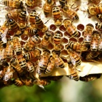  Испанци откриха 80 000 пчели в стената на спалнята си