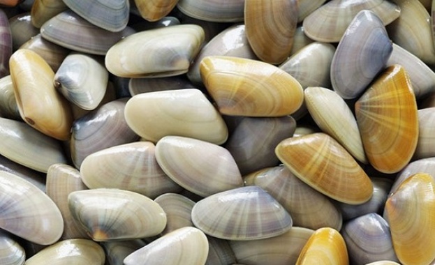  Забранява се риболовът на бели пясъчни миди в Черно море