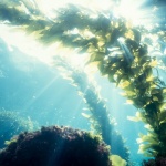 Токсично водорасло убива сьомгите в норвежки развъдници