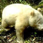 Заснеха рядък вид панда албинос в Китай