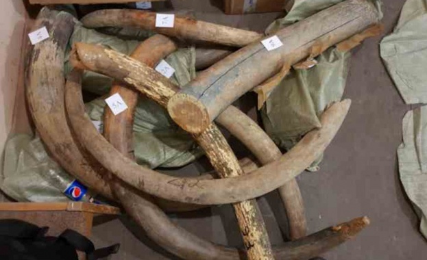 Руските власти предотвратиха контрабанда на бивни от мамут на 10 хиляди години