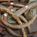 Руските власти предотвратиха контрабанда на бивни от мамут на 10 хиляди години