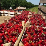 Производителите на череши няма къде да продават продукцията си