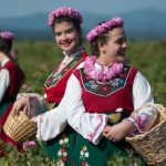 Вместо розобер в Казанлъшко унищожават розови градини