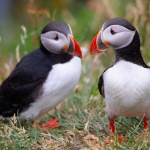 Птици кайри намерили смъртта си, заради затоплянето в Арктика