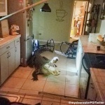 Жена от Флорида намери 3-метров алигатор в кухнята си