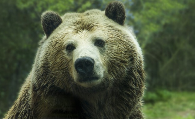 Руснак успя да пребори мечка, отхапа й езика