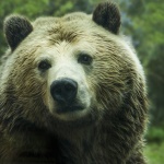 Руснак успя да пребори мечка, отхапа й езика