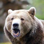 Необичайно топлото време събуди мечките в парка в Белица