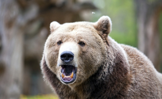 Откриха застреляна мечка в горите край Самоков