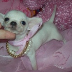 Чайка отвлече чихуахуа от двор