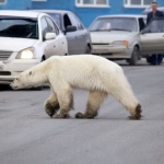 Гладна полярна мечка се разхожда в центъра на руски град 
