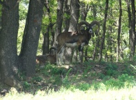Разходка из Ловно стопанство "Еледжик"