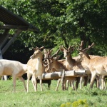 Стадо елени се прехранва с реколтата на земеделска кооперация