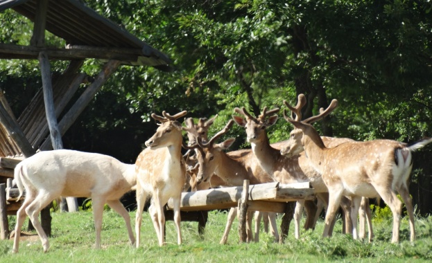 Стадо елени унищожава за втора година част от реколтата на
