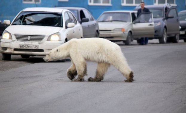 Гладна полярна мечка се разхожда в центъра на руски град 