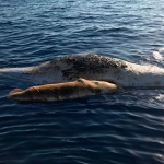 Кашалот и малкото му умряха в рибарска мрежа край Италия