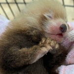 Червена панда се роди в германска зоологическа градина 
