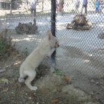 Бял вълк се роди във Варненския зоопарк