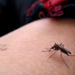 Как да се отървете от комари и мухи в двора?