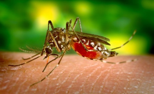 Комарите са най активни преди изгрев и около залеза на