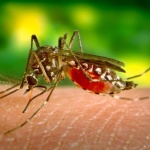 Вирус, пренасян от комарите, е свързан с инсулта