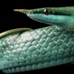 16 юли - Международен ден на змиите