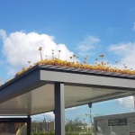 Холандия прави за пчелите поляни върху спирките