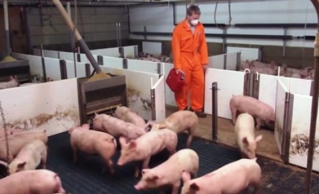 Започват проверки в Пазарджишко заради чумата по свинете 