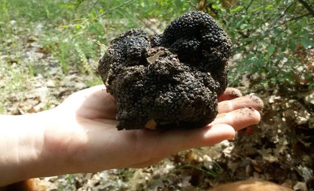Традицията Търсене и рандеман на трюфели в Италия е приета