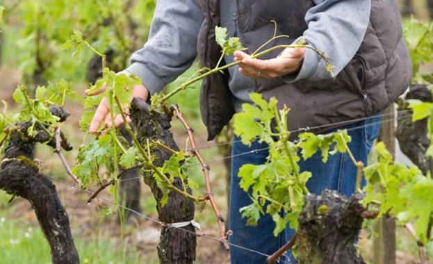 Лозари и винопроизводители в Бургаска област отчитат трудна година Природните
